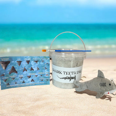 Large Shark Teeth Dig Bucket